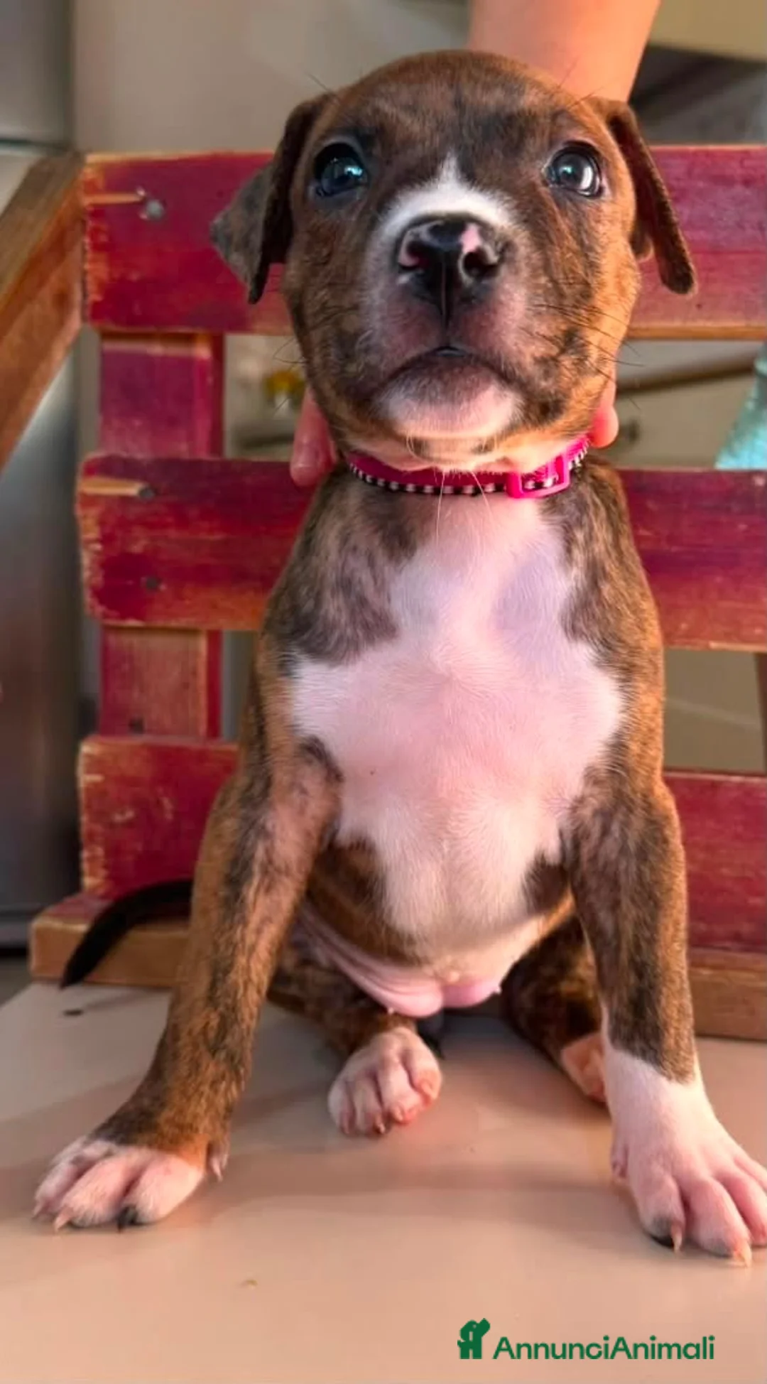American Staffordshire cani in vendita: Amstaff  - Annuncio 2