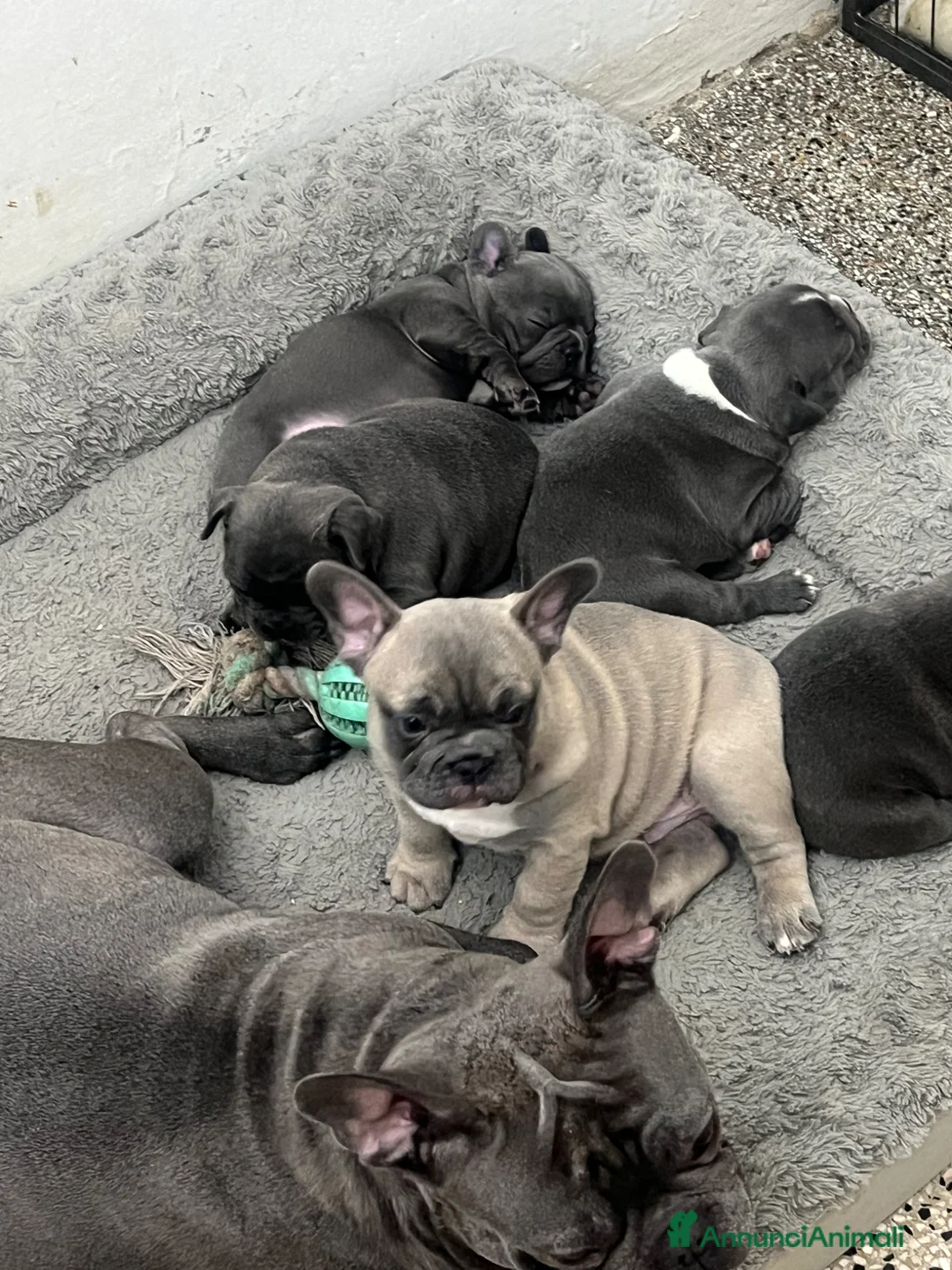 Bulldog Francese cani in vendita: Buldog francese - Annuncio 1