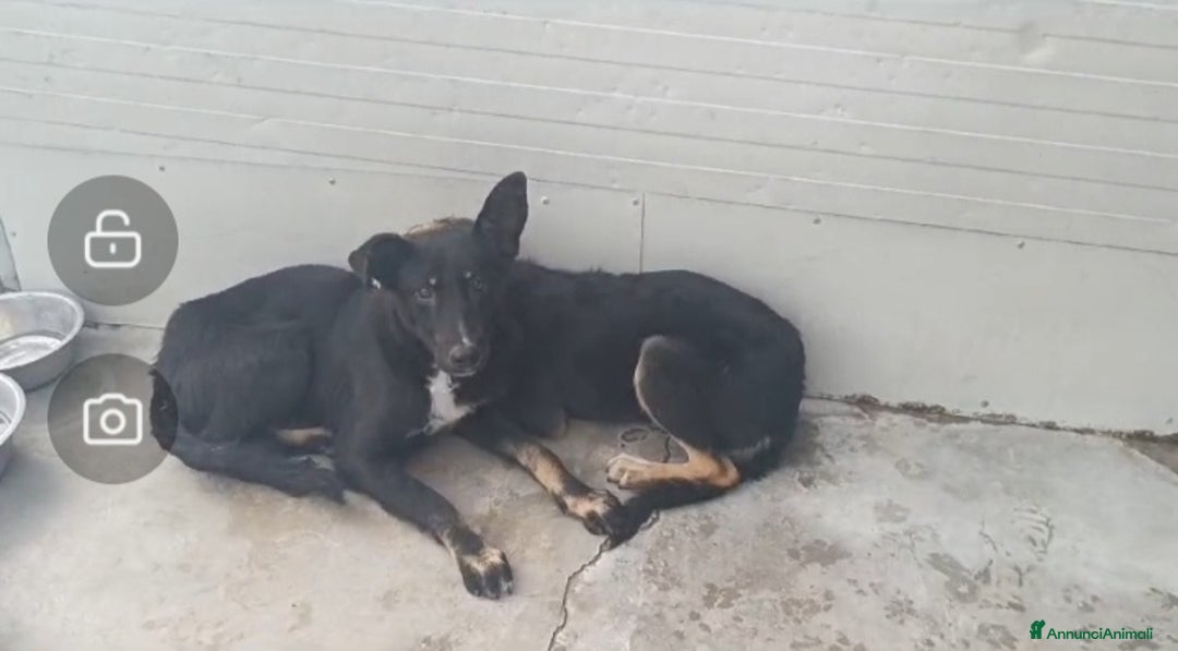 Meticcio cani in regalo: Carlo: 1 anno e mezzo, socievole, timido, dolce a Città Metropolitana di Genova - Immagine 6