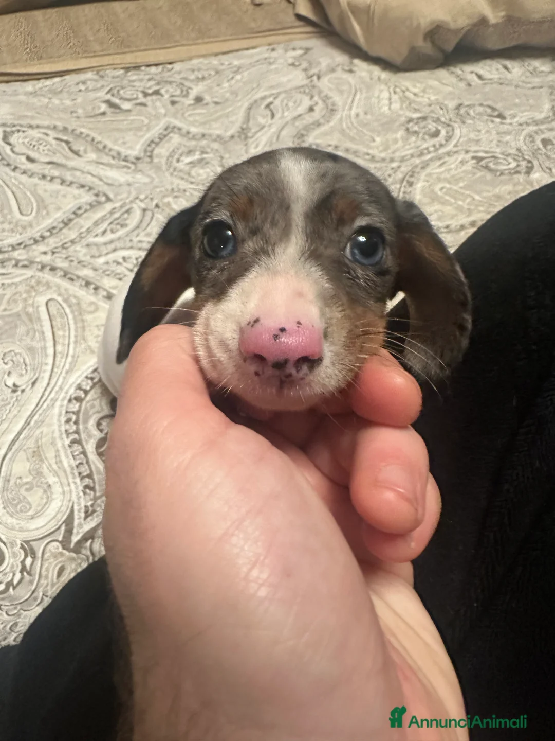 Bassotto cani in vendita: Femmine bassotti piebald - Annuncio 2
