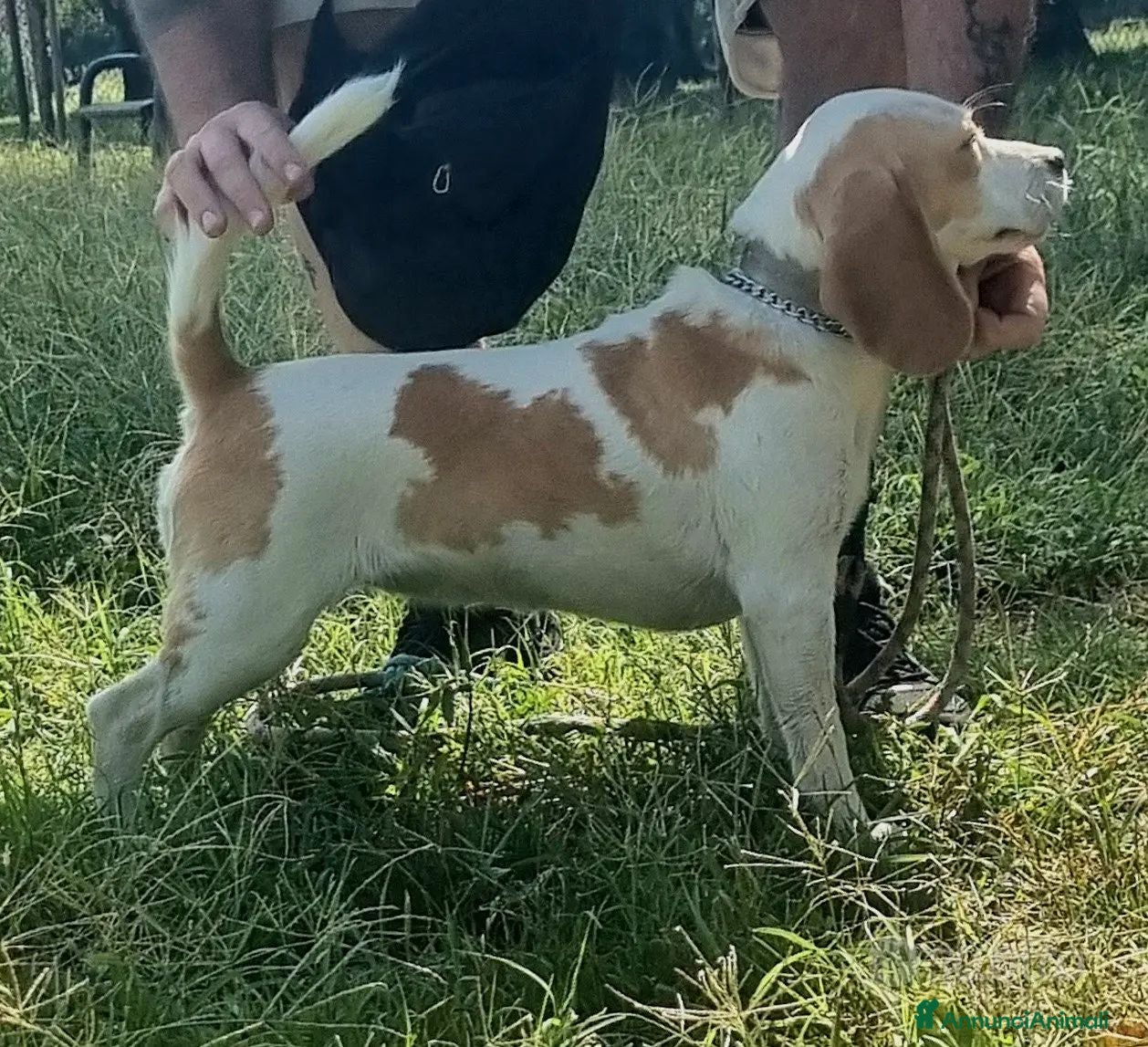 Beagle cani Cucciola beagle 1 anno - Annuncio 10