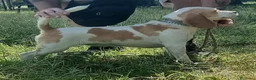 Beagle cani in vendita: Cucciola beagle 1 anno - Annuncio 1