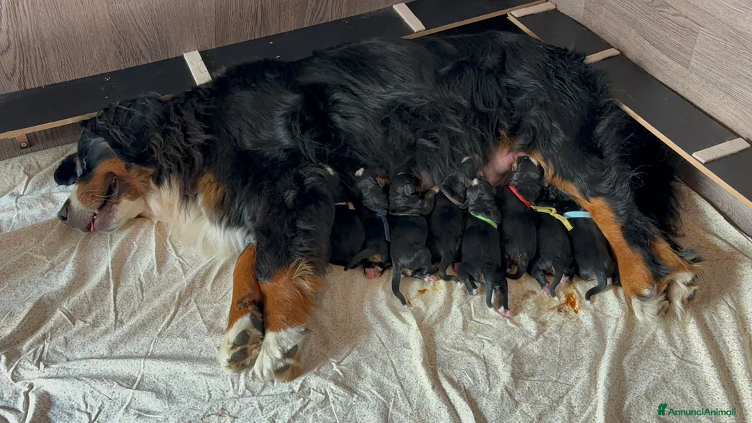 Bovaro del Bernese cani in vendita: Cuccioli di bovari del bernese disponibili  - Annuncio 2