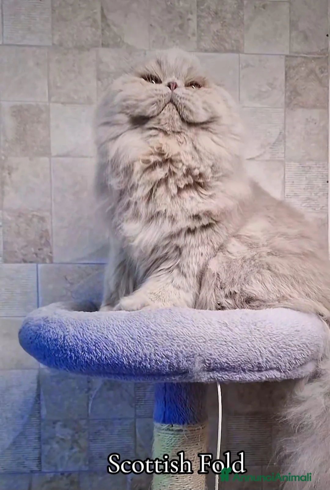 Scottish gatti in vendita: Scottish Fold Longhair  - Annuncio 2