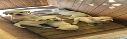 Labrador cani in vendita: Cuccioli Labrador  - Annuncio 11