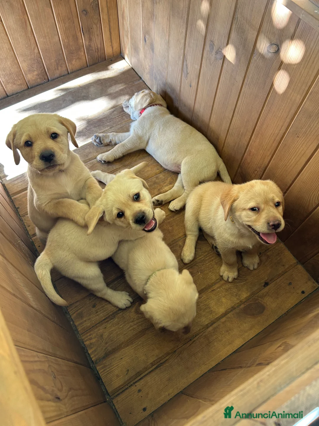 Labrador cani in vendita: Cuccioli Labrador  - Annuncio 11