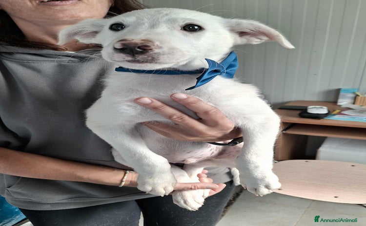 Meticcio cani - Annuncio 17