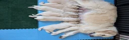 Golden Retriever cani in vendita: Cuccioli di Golden Retriever - Annuncio 2