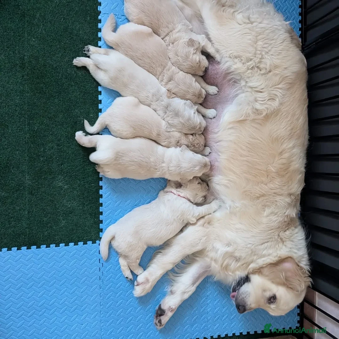 Golden Retriever cani in vendita: Cuccioli di Golden Retriever - Annuncio 2
