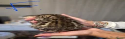 Bengala gatti in vendita: Cuccioli di Bengala a Provincia del Verbano-Cusio-Ossola - Annuncio 9