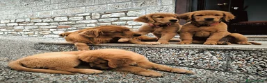 Golden Retriever 1