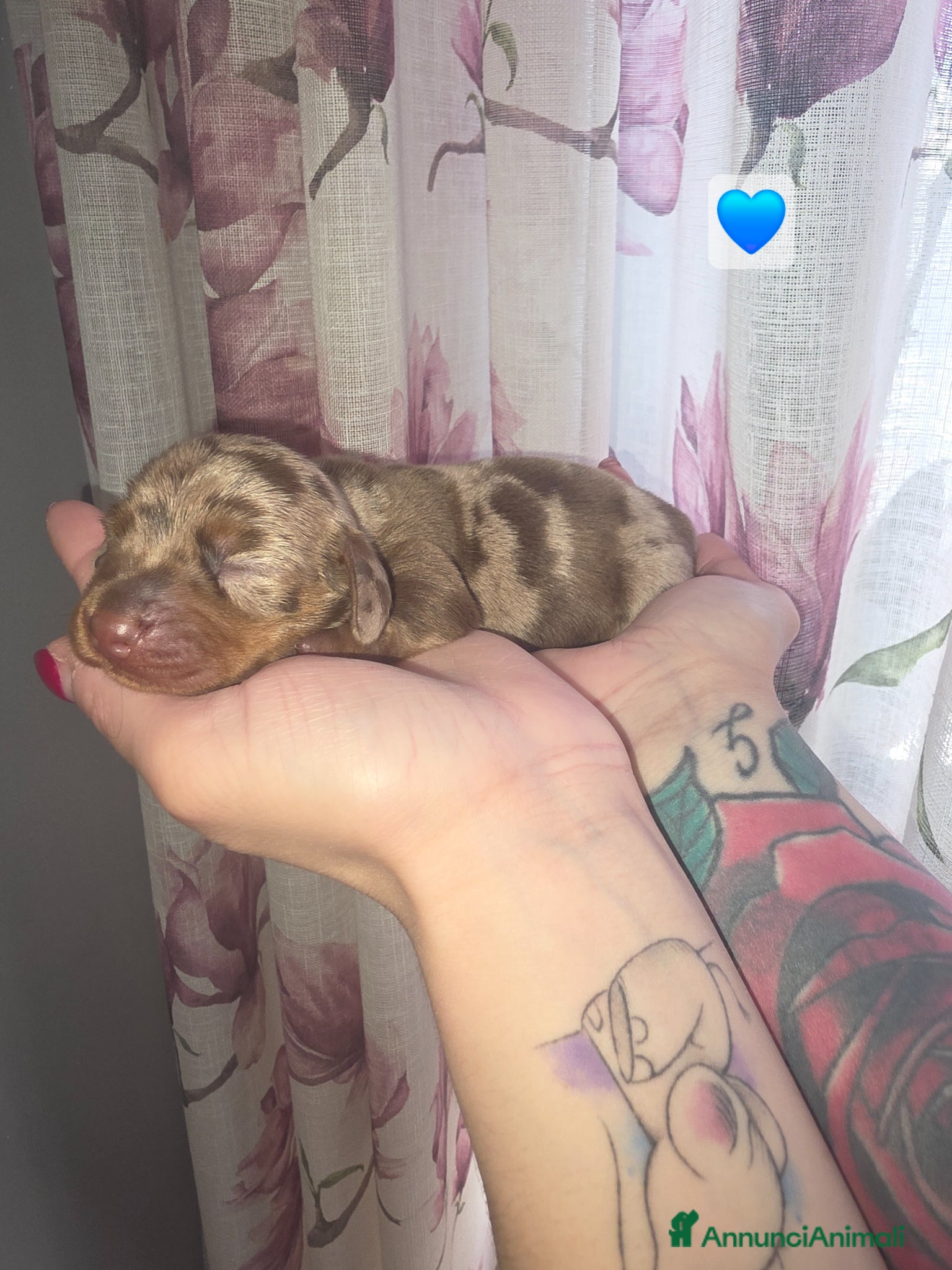 Bassotto cani Bassotto tedesco futura taglia nana/kaninchen - Annuncio 2