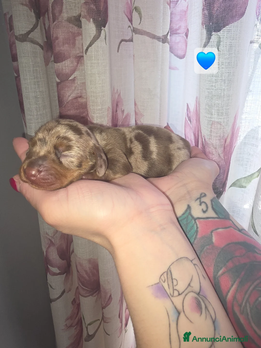 Bassotto cani in vendita: Bassotto tedesco futura taglia nana/kaninchen a Città metropolitana di Palermo - Annuncio 1