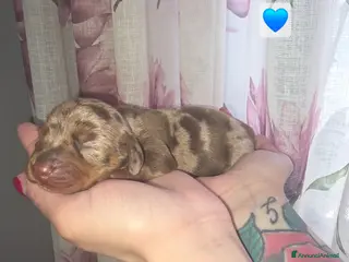 Bassotto cani Bassotto tedesco futura taglia nana/kaninchen - Annuncio 2