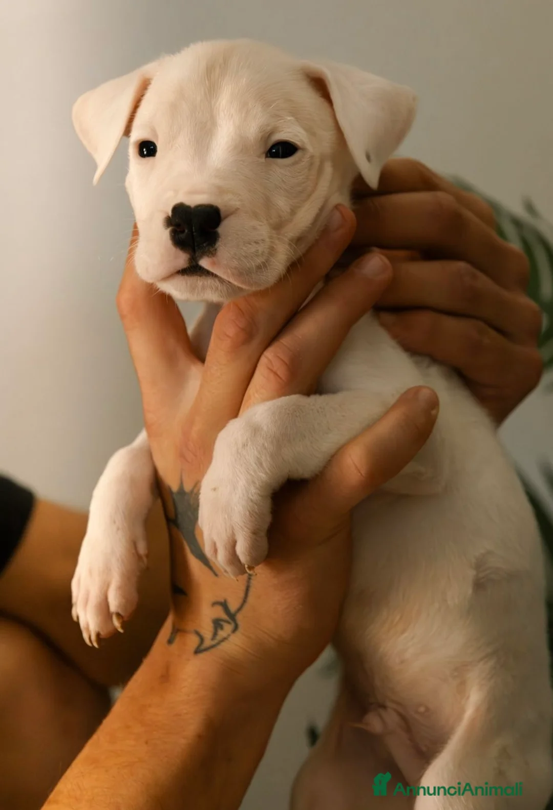 Dogo Argentino cani in vendita: CUCCIOLI DI DOGO ARGENTINO - Annuncio 10