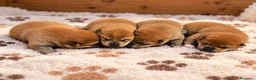 Shiba Inu cani in vendita: CUCCILIO SHBA CON PEDIGREE ENCI  - Annuncio 2