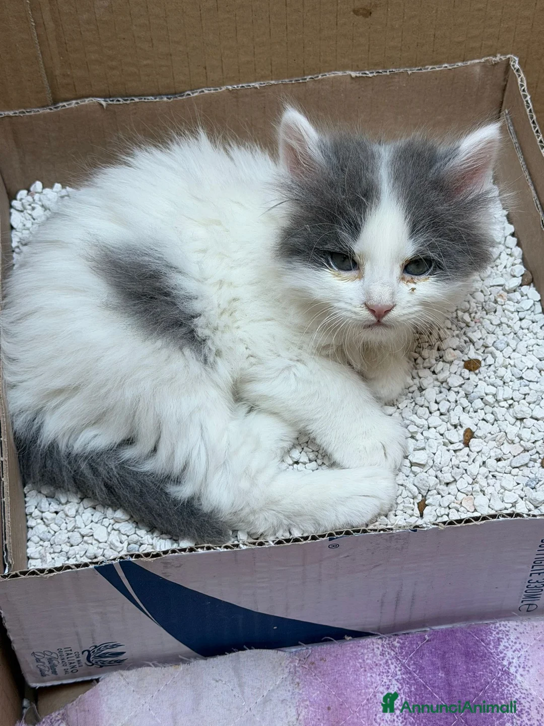 Europeo gatti in regalo: Meravigliosi micini fantasia ed a pelo lungo  a Città metropolitana di Milano - Annuncio 2