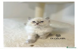 Siberiano gatti in vendita: Gattino Siberiano  a Provincia autonoma di Bolzano - Alto Adige - Immagine 2