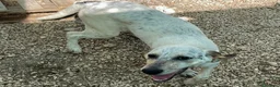 Meticcio cani in regalo: MAMMA E FIGLIA - Annuncio 10
