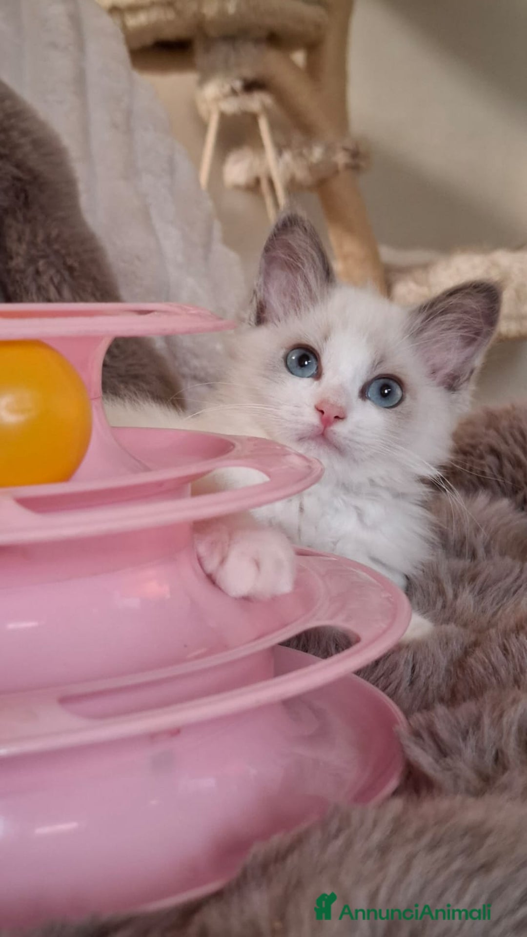 Ragdoll gatti in vendita: Ragdoll  con Pedigree .Pagamento anche a rate  a Province of Asti - Immagine 3