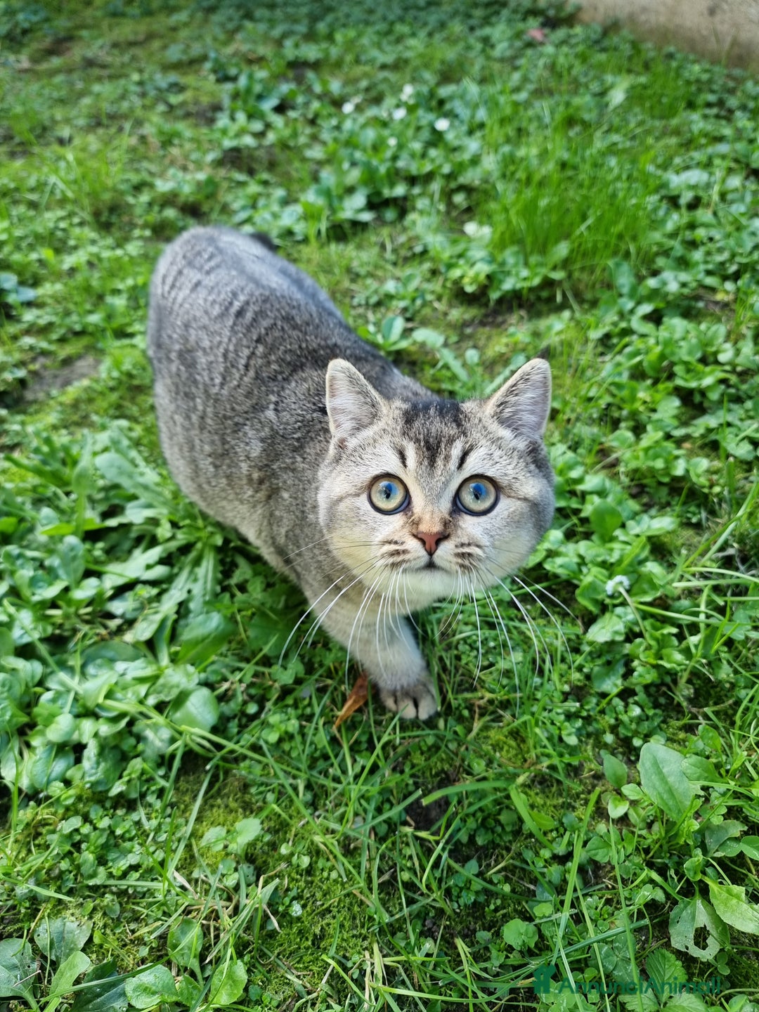 Scottish gatti in vendita: Scottish Straight con Pedigree  - Annuncio 4