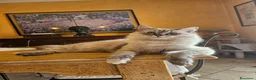 Siberiano gatti in vendita: Gatti Ipoallergici Siberiani Neva a Provincia di Brescia - Annuncio 4