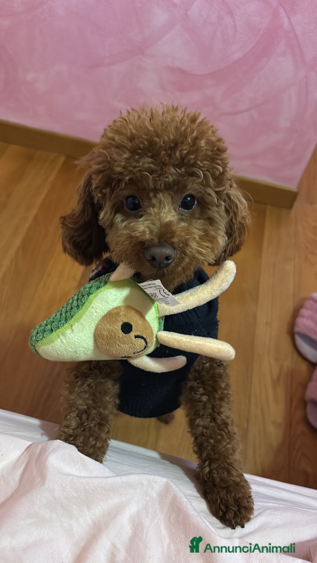 Barboncino Toy cani per accoppiamento: Barboncino toy red disponibile per accoppiamento  a Provincia di Rimini - Annuncio 3