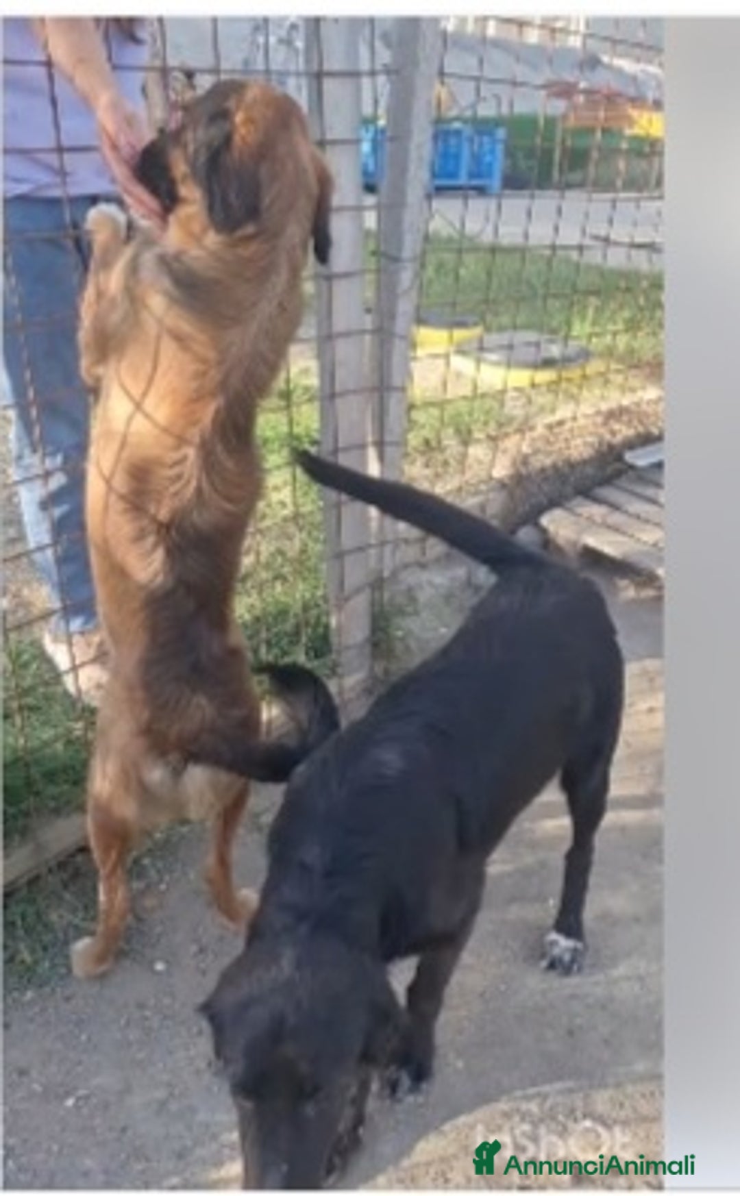 Meticcio cani in regalo: 2fratelli 18mesi INSEPARABILI( mamma Setter)Calabr - Annuncio 8