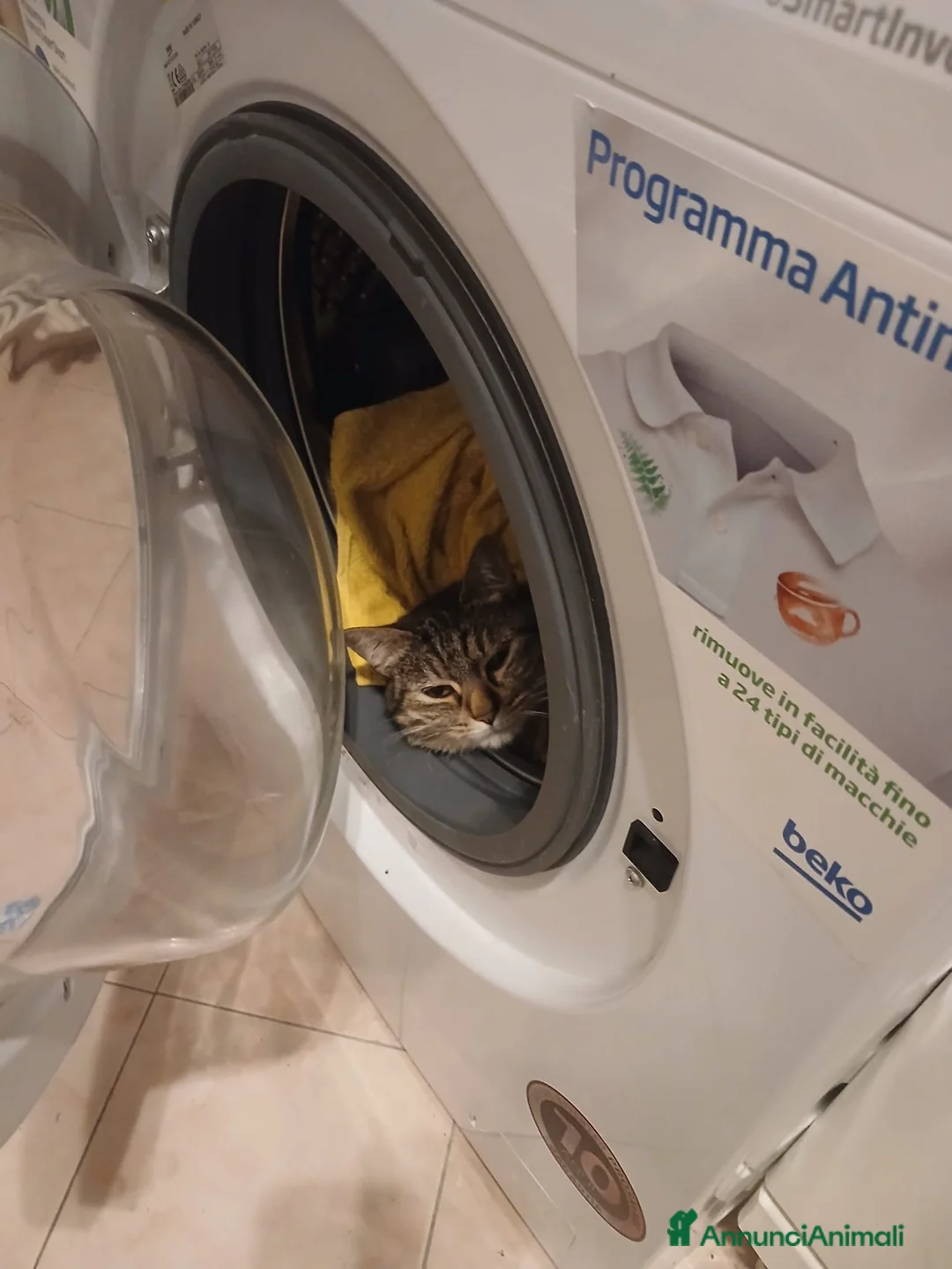 Meticcio gatti in regalo: GATTI ADULTI - Annuncio 9