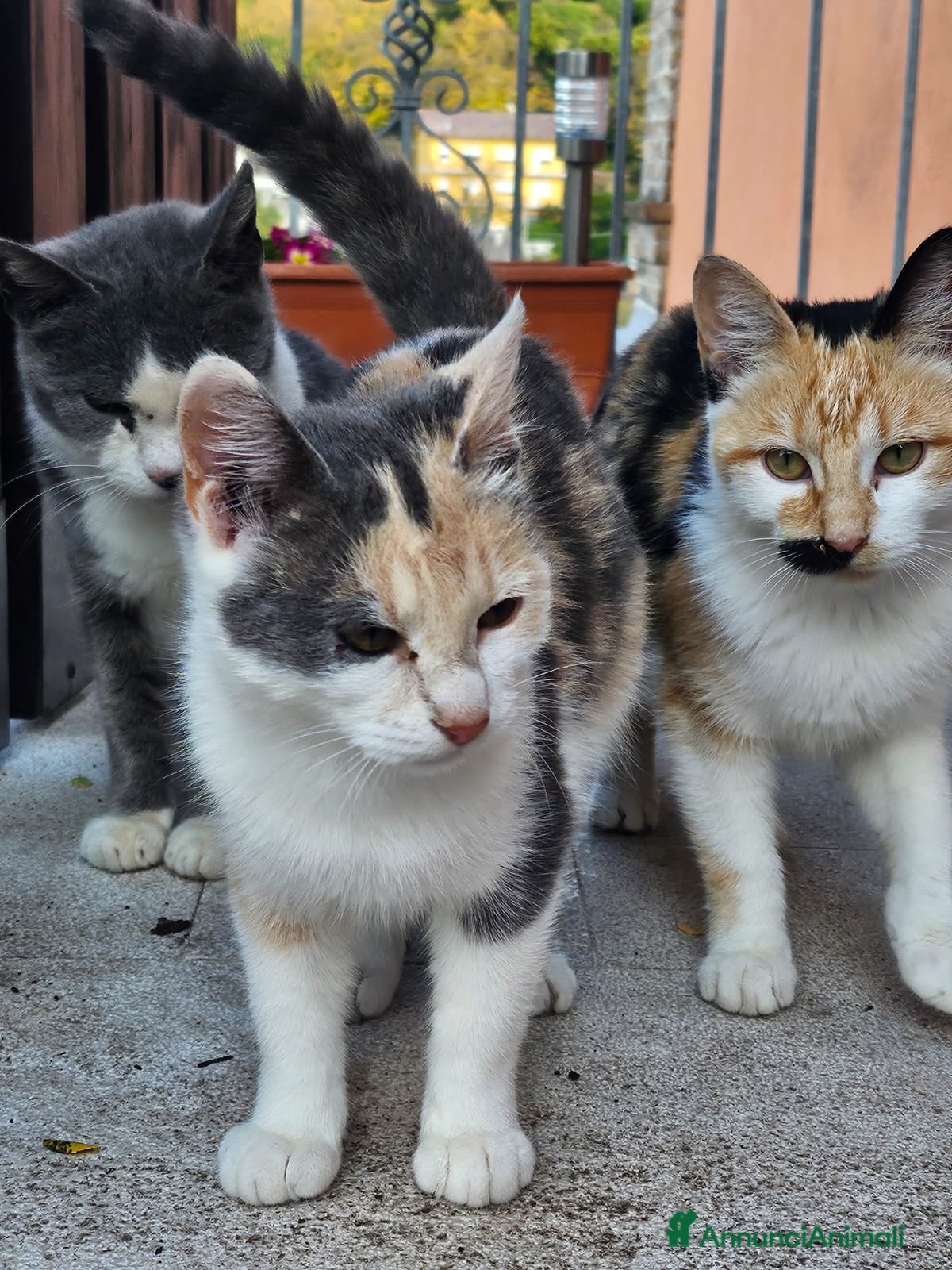 Altre razze gatti in regalo: CERCANO CASA 🏠  - Annuncio 6