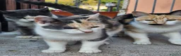 Altre razze gatti in regalo: CERCANO CASA 🏠  a Provincia di Ancona - Annuncio 1