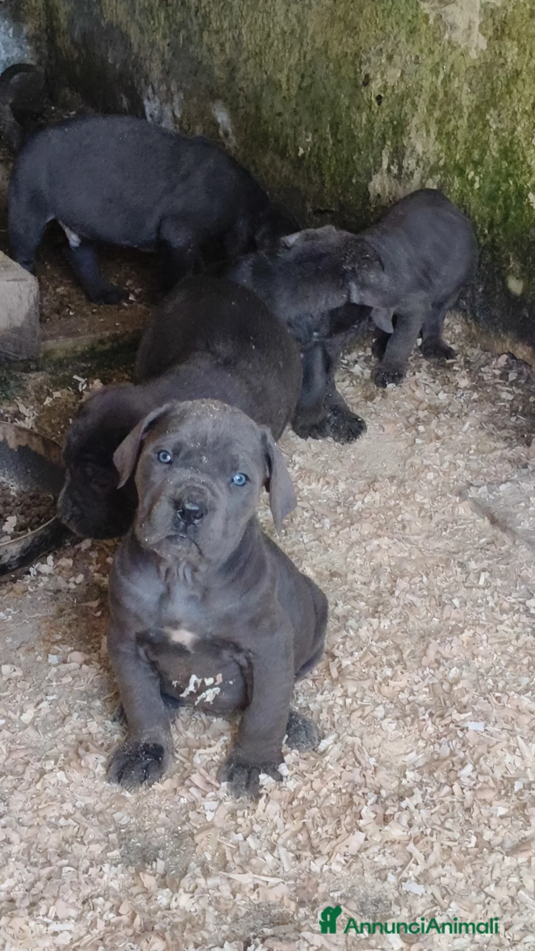 Cane Corso cani in vendita: Cuccioli cane corso  - Annuncio 8