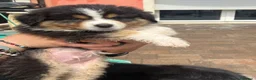 Australian Shepherd cani in vendita: Cucciolo black Tricolor di Australian Sheppard a Provincia di Rimini - Annuncio 8