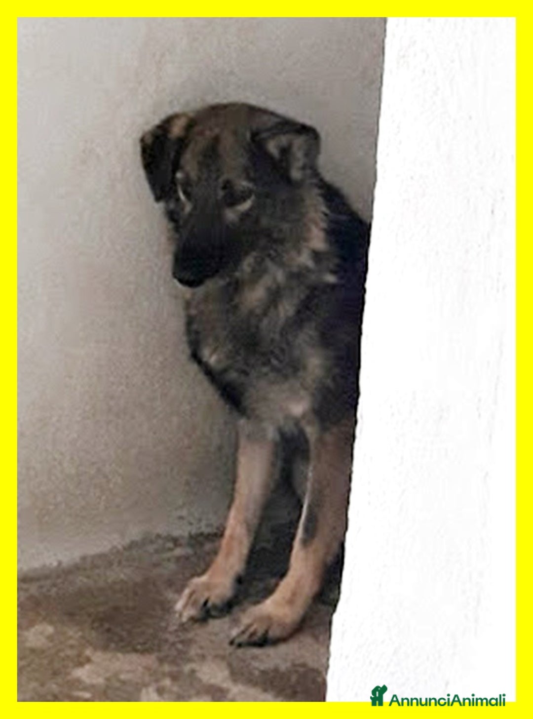 Meticcio cani in regalo: Lupetto Alberto timoroso...9anni - Annuncio 2