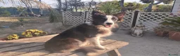 Border Collie cani in vendita: Cuccioli di Border collie - Annuncio 5