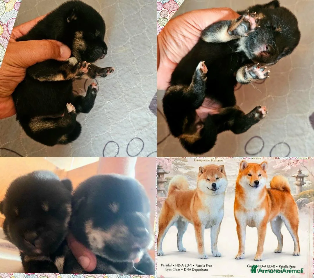 Shiba Inu cani in vendita: Shiba inu 3 femminucce a Provincia di Treviso - Annuncio 1