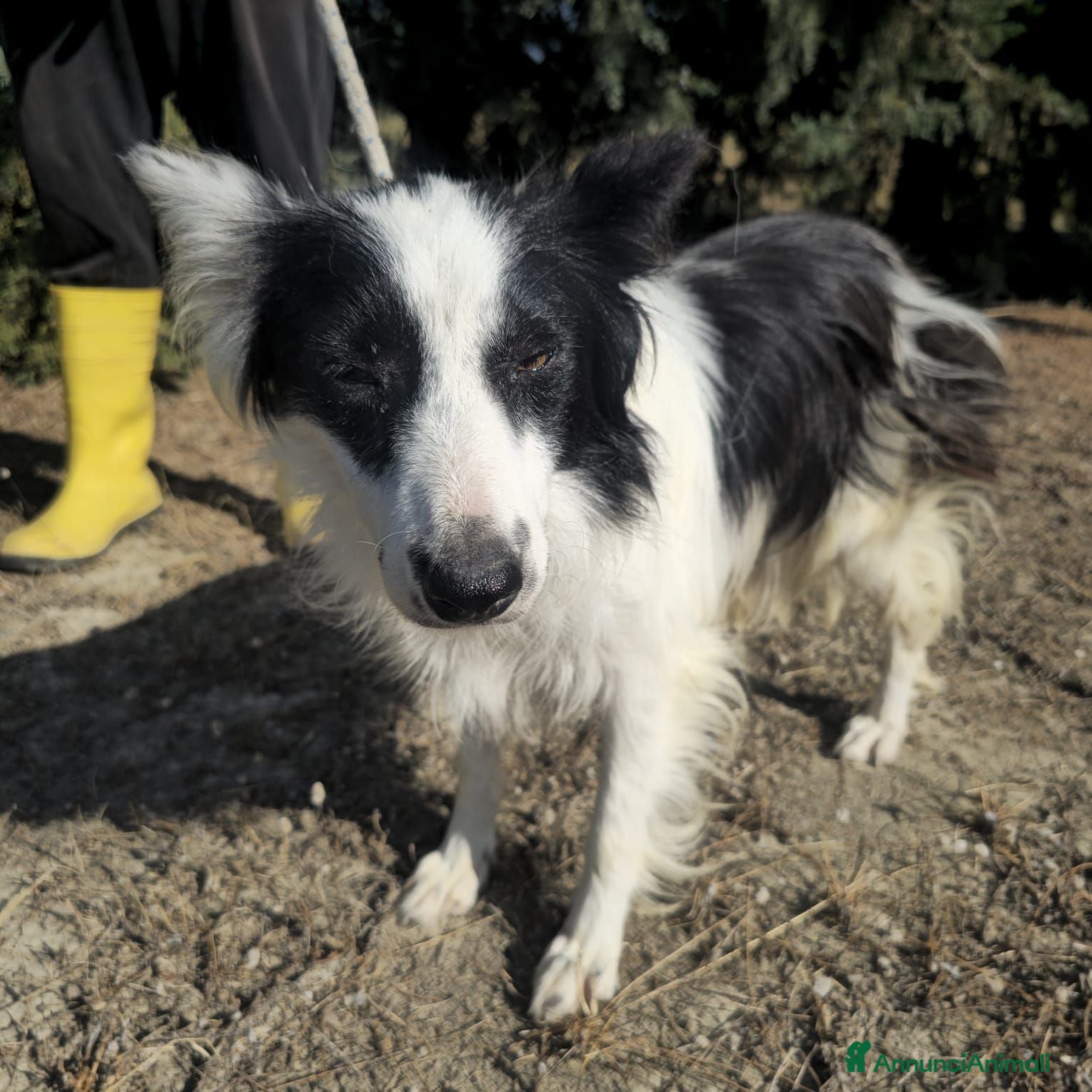Meticcio cani amelie - Annuncio 33