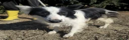 Meticcio cani in regalo: amelie - Annuncio 1
