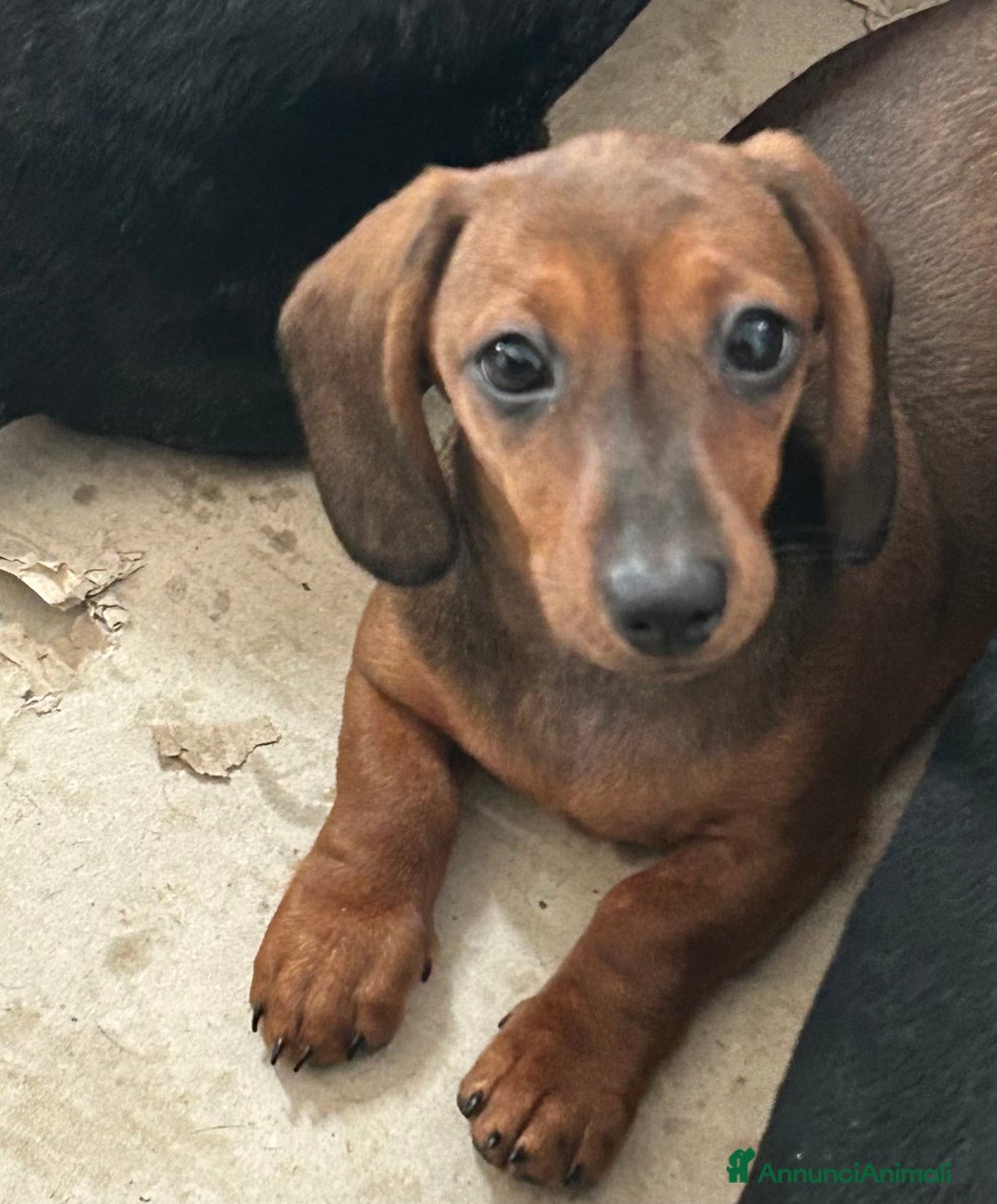Bassotto cani in vendita: Cuccioli bassotto con pedigree  - Annuncio 10