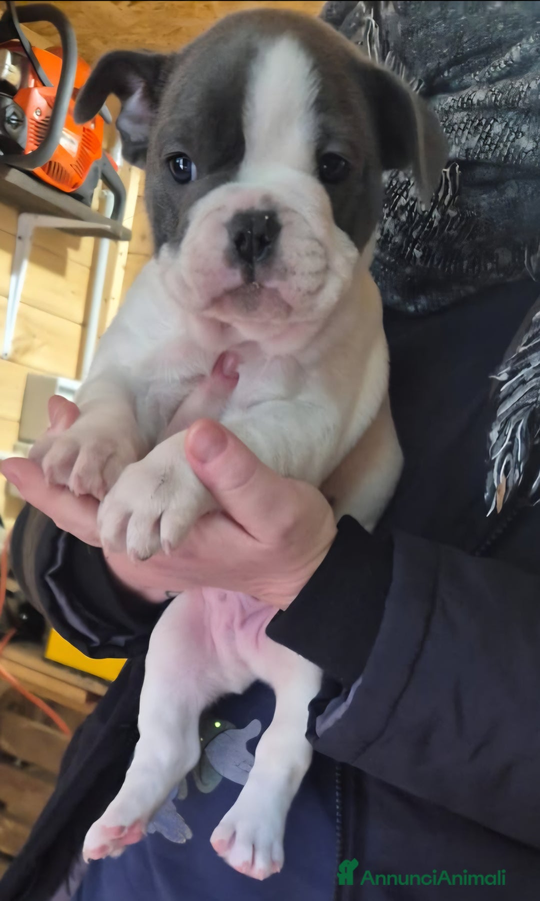 Bulldog Francese cani in vendita: Bouledogue francese - Annuncio 4