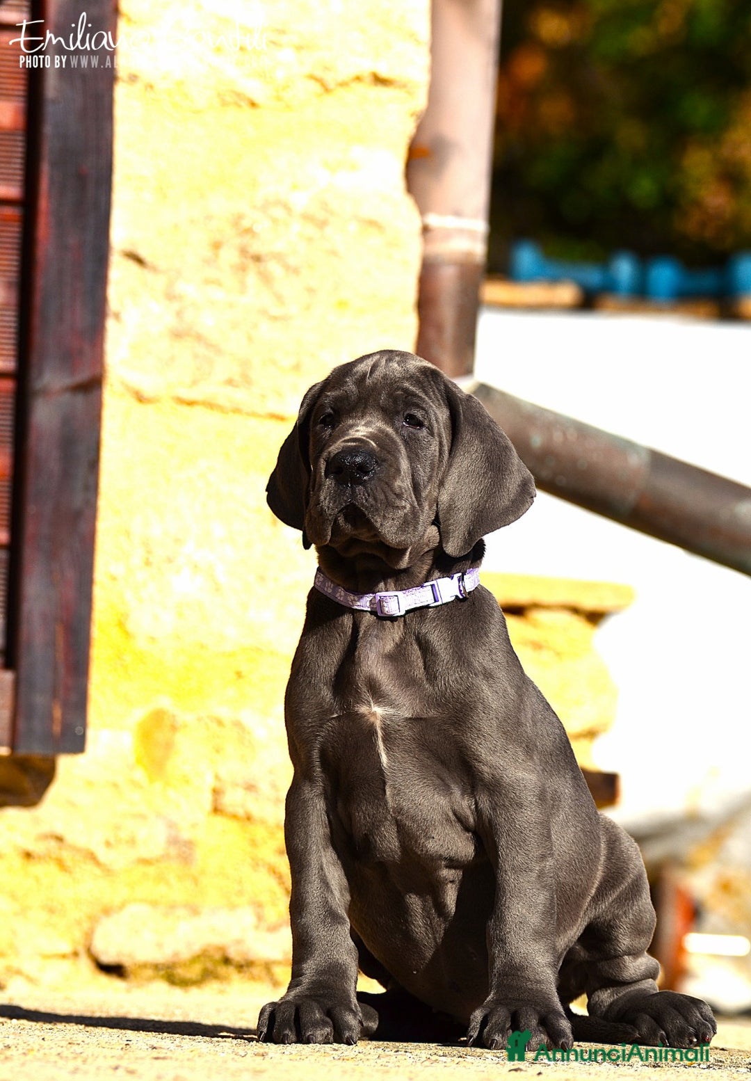Alano cani in vendita: Alani cuccioli neri e blu - Annuncio 6