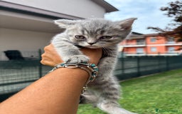 British gatti in vendita: British shorthair  a Provincia di Lodi - Immagine 1