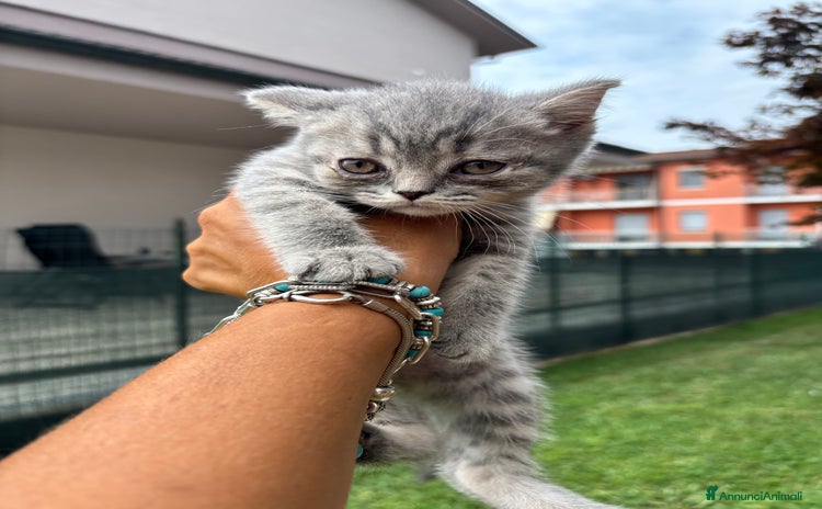 British gatti a Provincia di Lodi - Annuncio 9