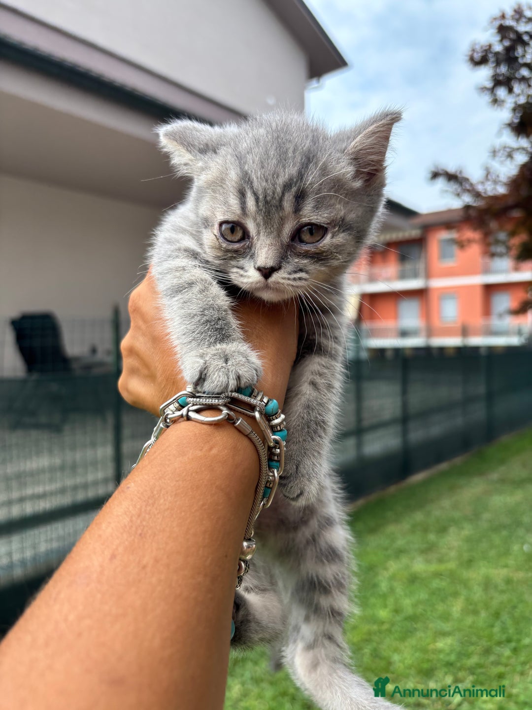 British gatti in vendita: British shorthair  a Provincia di Lodi - Immagine 1