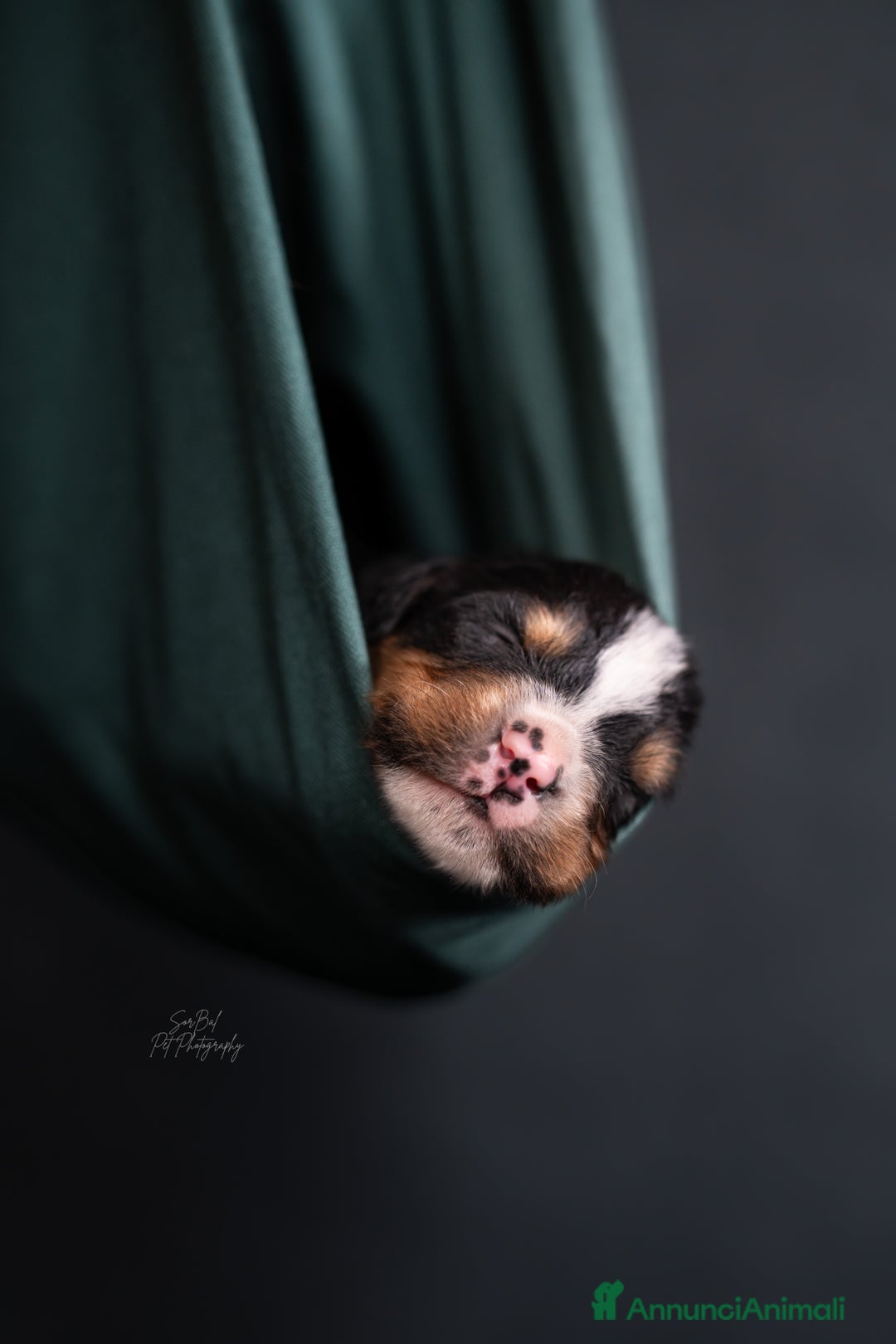 Bovaro del Bernese cani in vendita: Bernerdok's Aunts Cuccioli Y a Città Metropolitana di Torino - Immagine 16