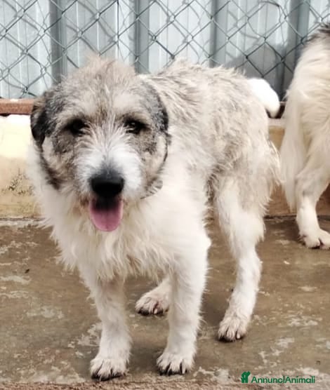 Meticcio cani Misty, una giocherellona spettinata - Annuncio 8