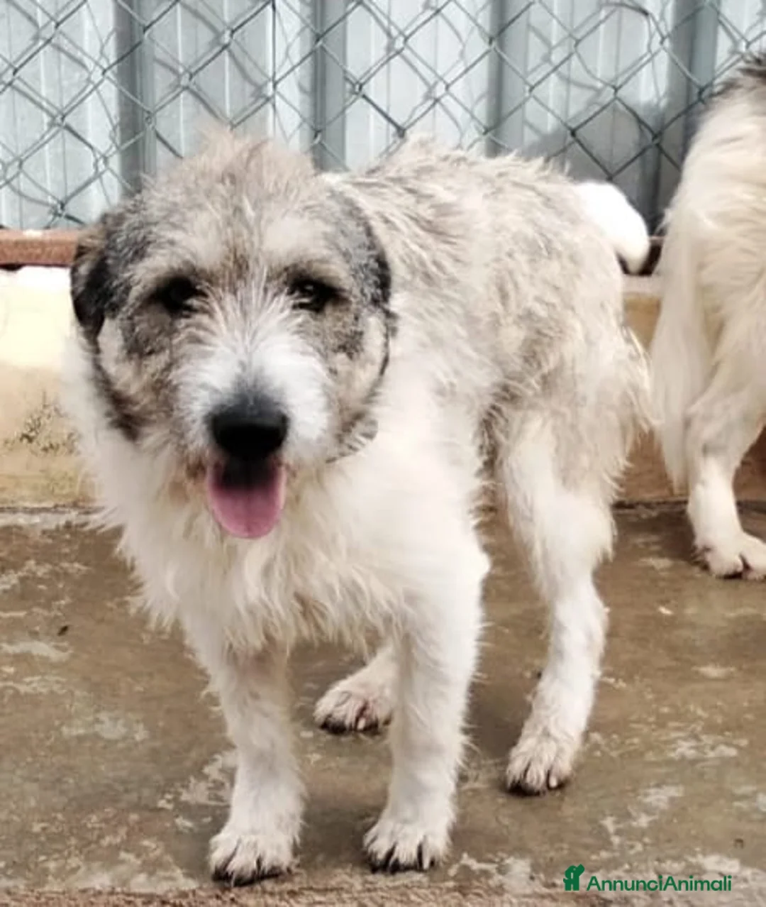 Meticcio cani in regalo: Misty, una giocherellona spettinata - Annuncio 1