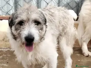 Meticcio cani Misty, una giocherellona spettinata - Annuncio 8