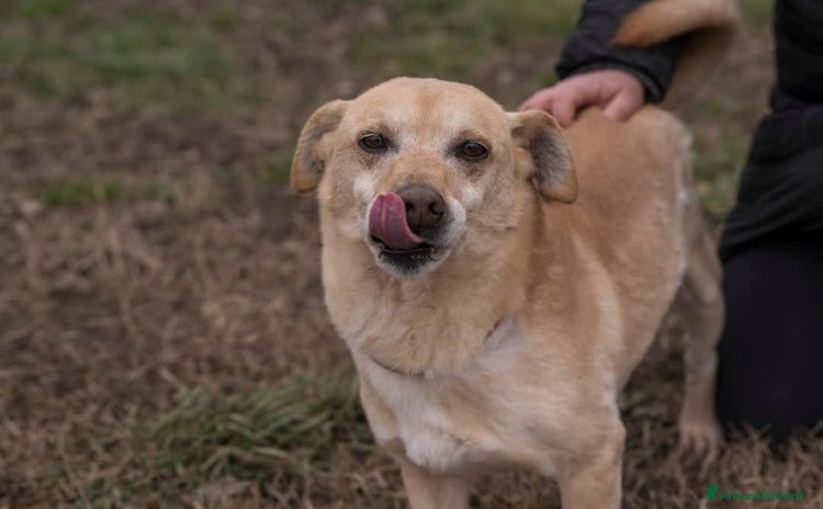 Meticcio cani a Città metropolitana di Milano - Annuncio 11