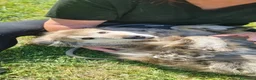 Meticcio cani in regalo: FRISÈ🩷-taglia medio piccola cerca casa.Chiama🙏🏻 - Annuncio 5